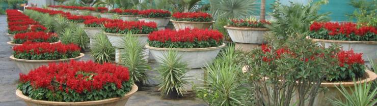 The Enchanted Gardens