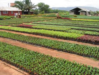 Flowering pot plants at Tukai