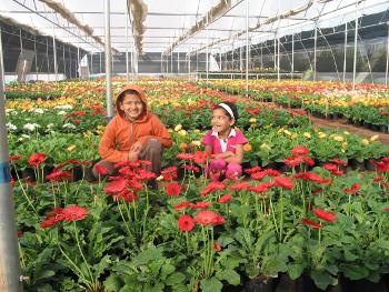Gerbera at Tukai