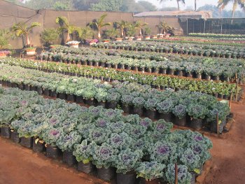 Kale and cabbage