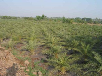 Palms planted in fields at Tukai