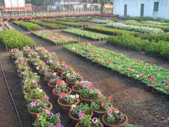 Plants displayed for sale at Tukai