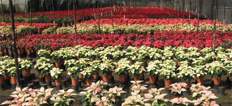 Poinsettia at Tukai