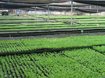 Seedlings at Tukai