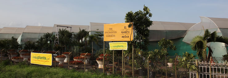 The Enchanted Gardens