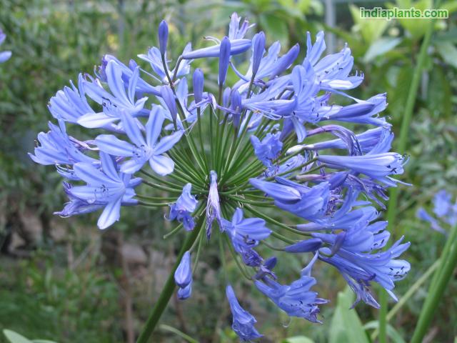 Lily Of The Nile, African Lily