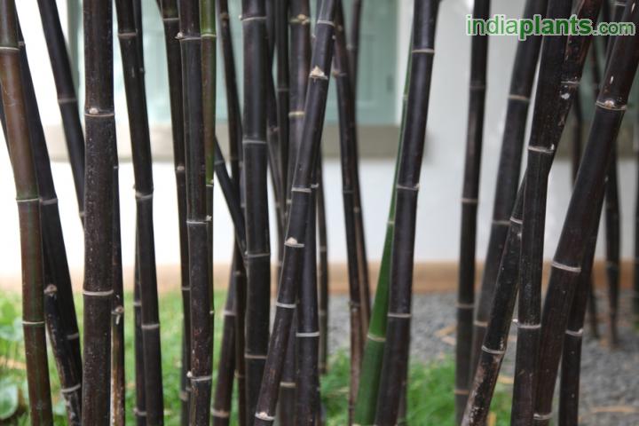Thick Bamboo Black, Black Timor Bamboo, Black Bamboo