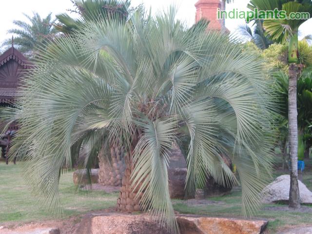 Jelly Palm, Pindo Palm
