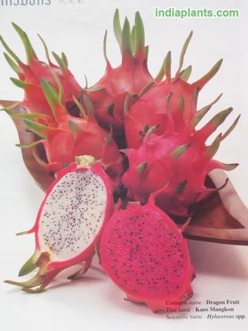 Dragon Fruit, Pitahaya, Strawberry Pear