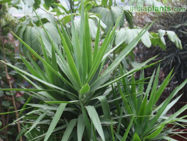 Yucca Green, Giant  Yucca, Spineless Yucca, Palm Lily