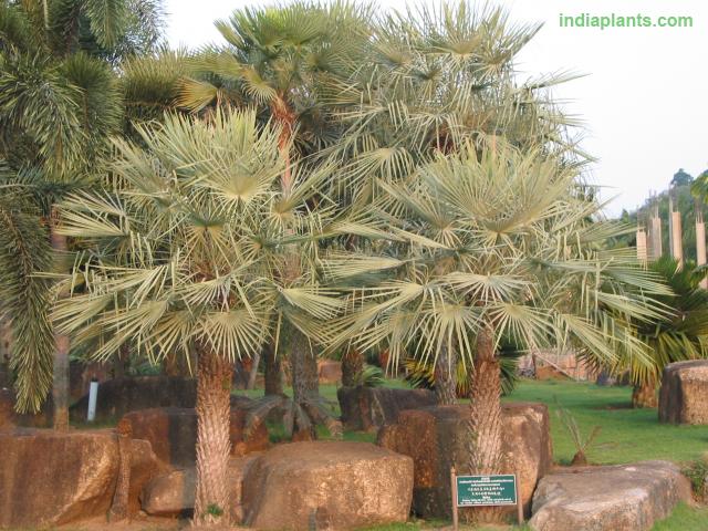 img1706_6614.jpg