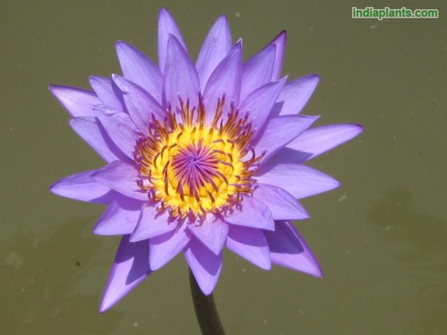 Indiaplants Com Plant Details